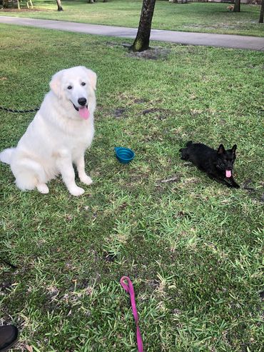 A large white dog and a small black dog sit and lie on grassy ground.