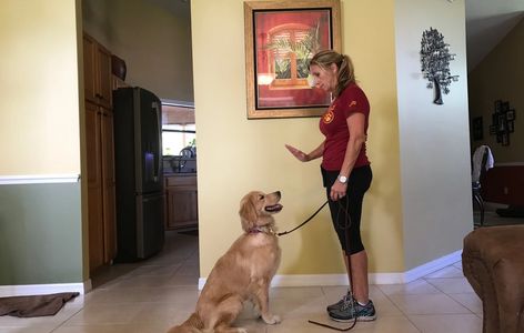 Woman training a golden retriever indoors with a leash.