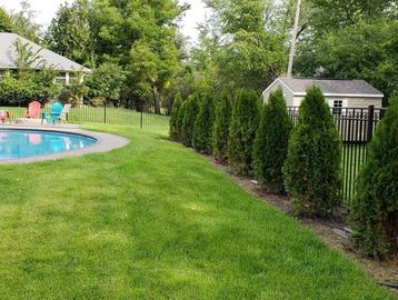 arborvitae hedge row installed by landscapers in buffalo NY.
