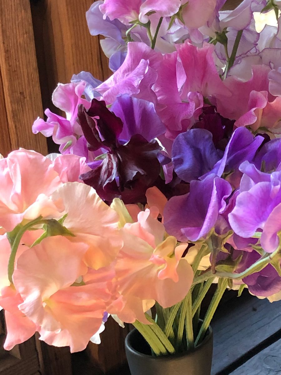 seeds-darks-and-reds