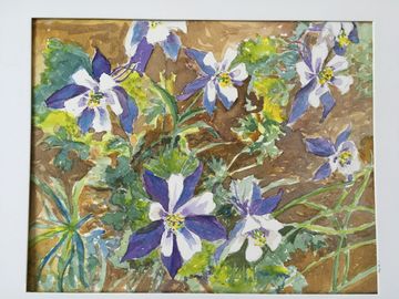 Colorado Columbine
