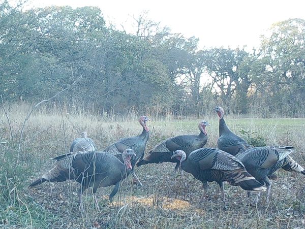 Spring Turkey Hunts