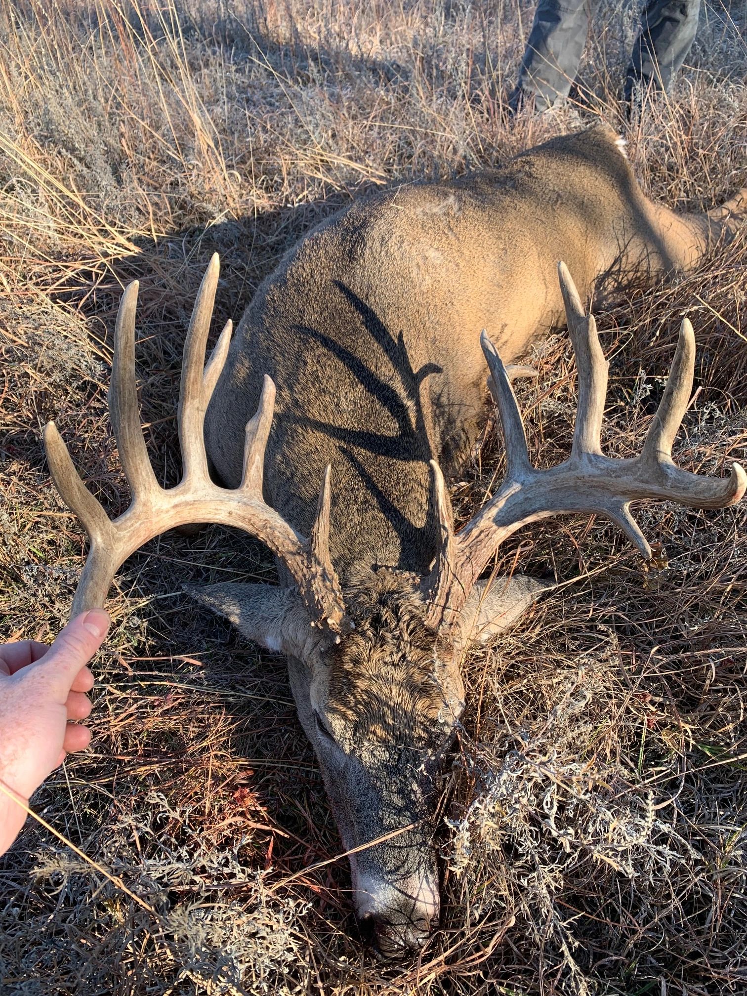 About King Whitetails