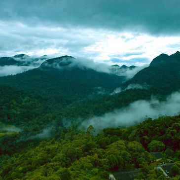 Explore Silent Valley National Park, just moments away from our homestay.