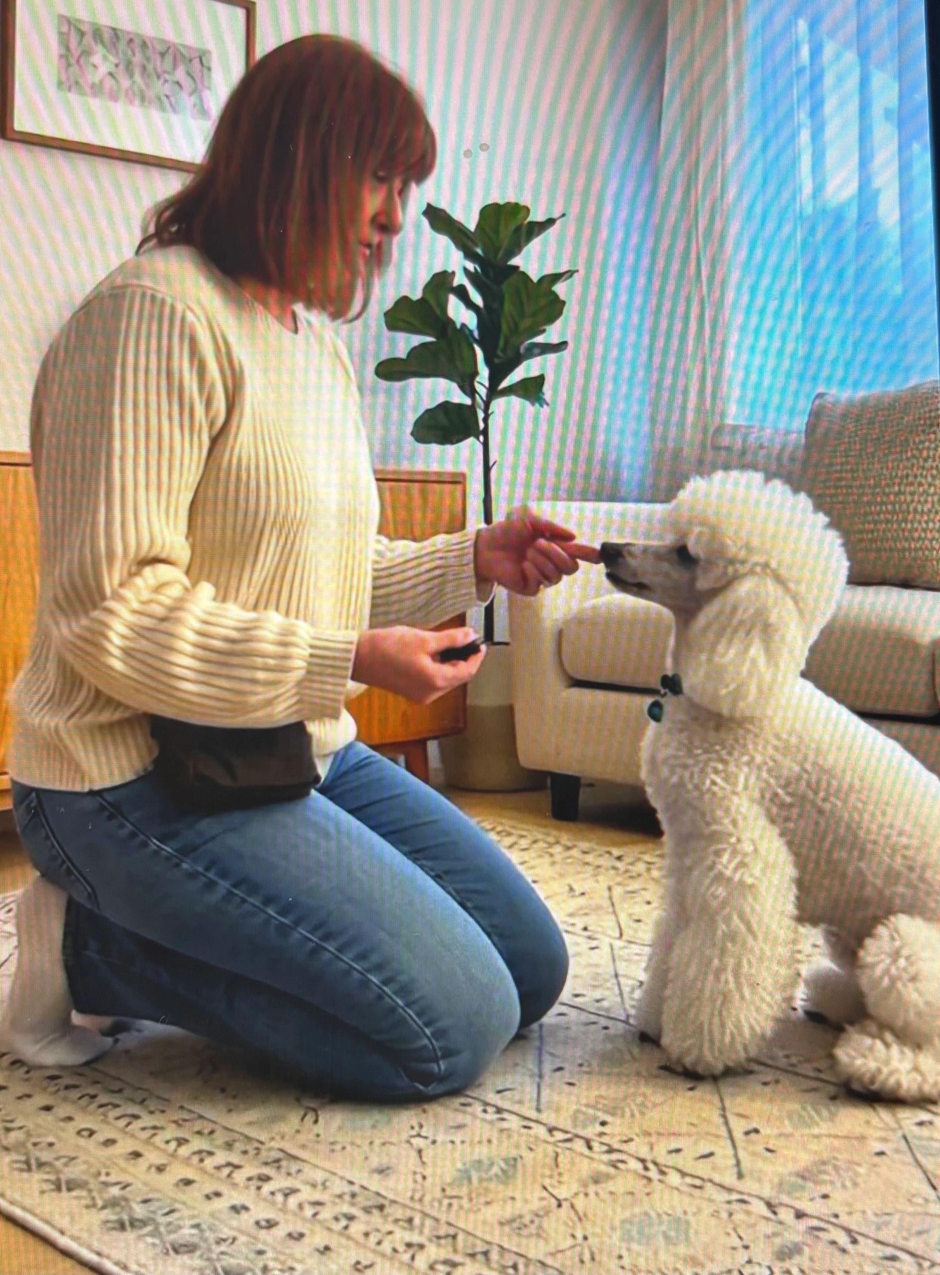 White poodle learning how to sit. 