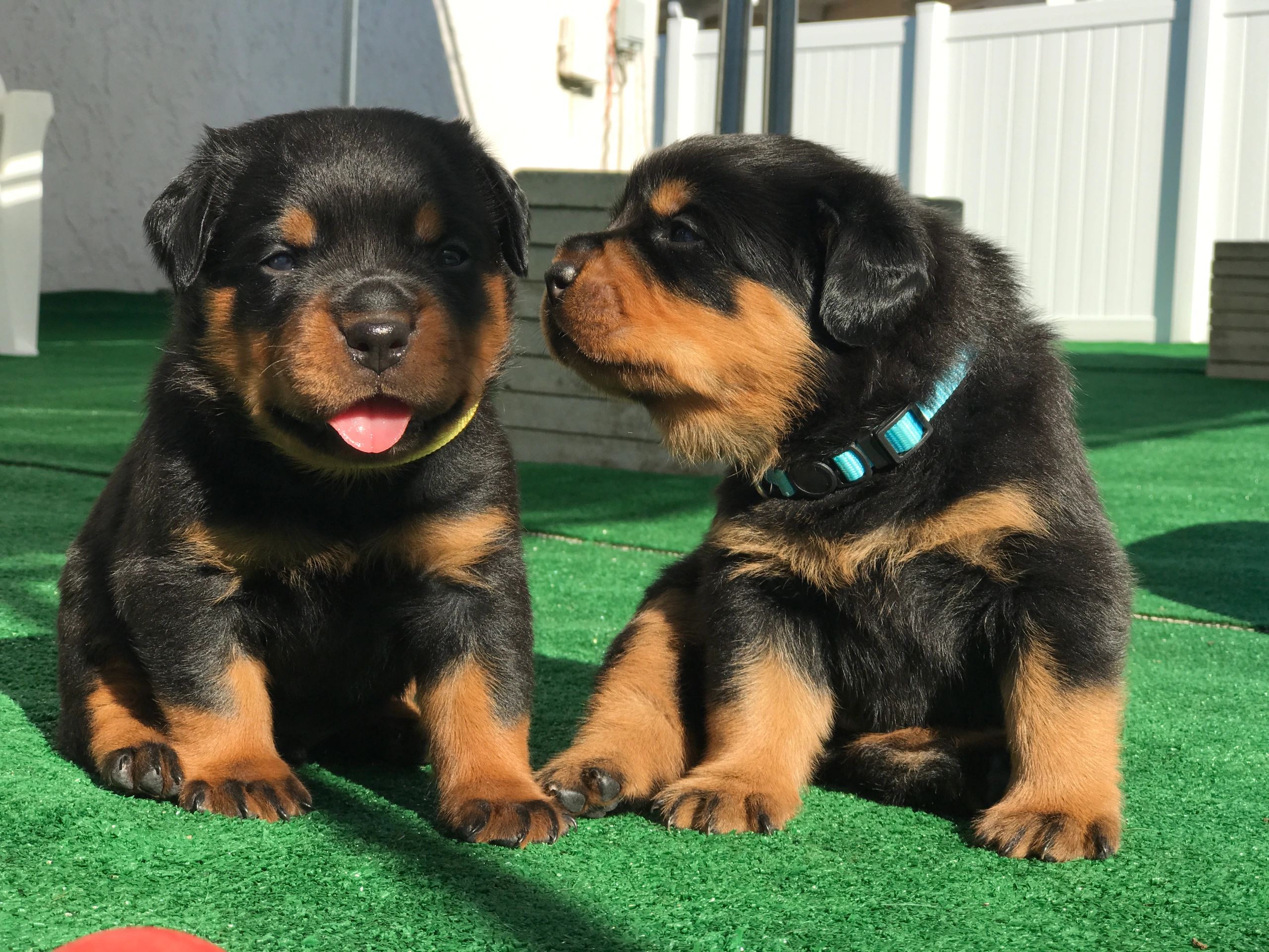 Iron Gate Rottweilers - Home