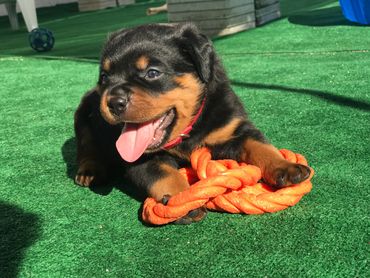 Iron Gate Rottweilers - Home