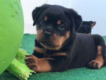 Iron Gate Rottweilers - Home