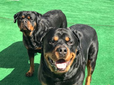 Iron Gate Rottweilers - Home