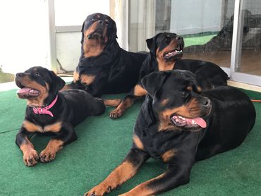 Iron Gate Rottweilers - Home