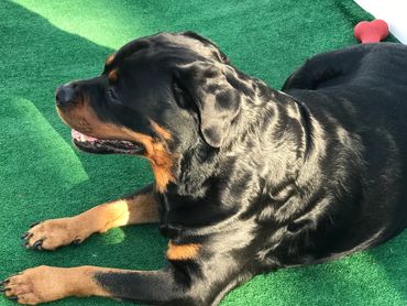 Iron Gate Rottweilers - Home