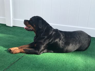 Iron Gate Rottweilers - Home