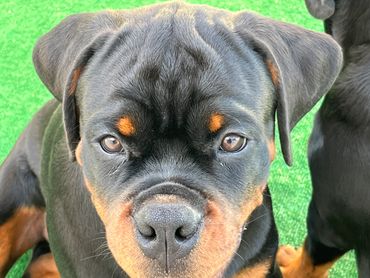 Iron Gate Rottweilers - Home