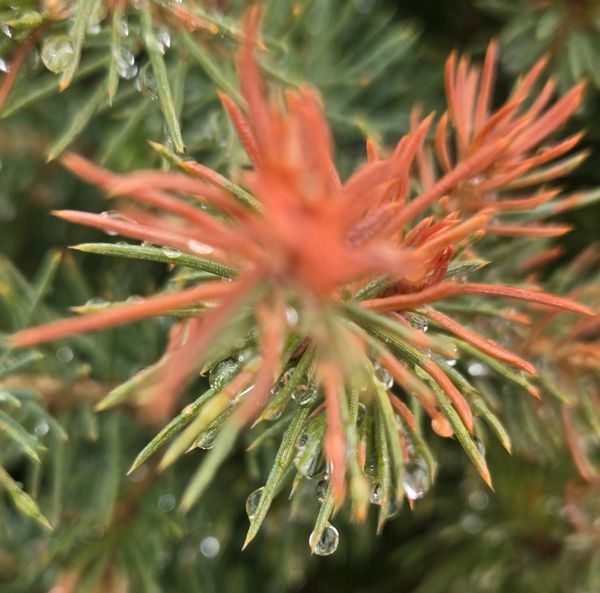 Close-up of a plant with water droplets on its leaves and orange tips.