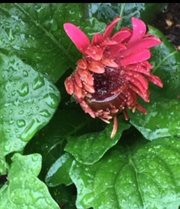 A pink flower bud surrounded by large green leaves with water droplets.