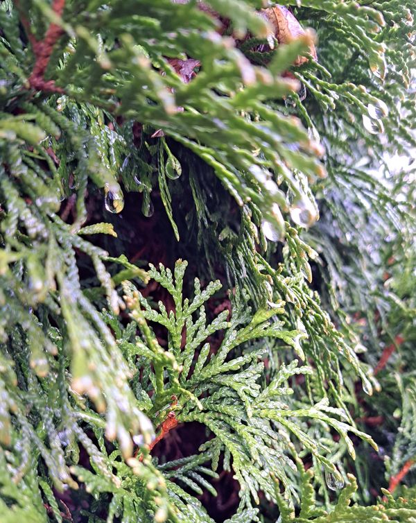 Close-up of green pine needles with water droplets.
