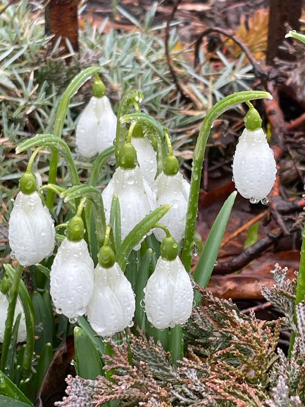 Close-up of delicate snowdrop flowers covered in water droplets.