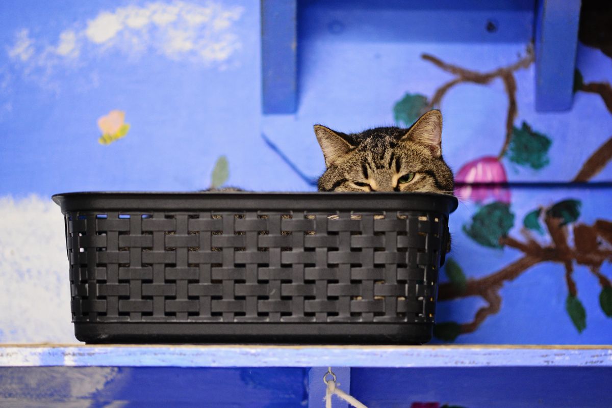 12/03/24 LowCost Cat Spay (Female)