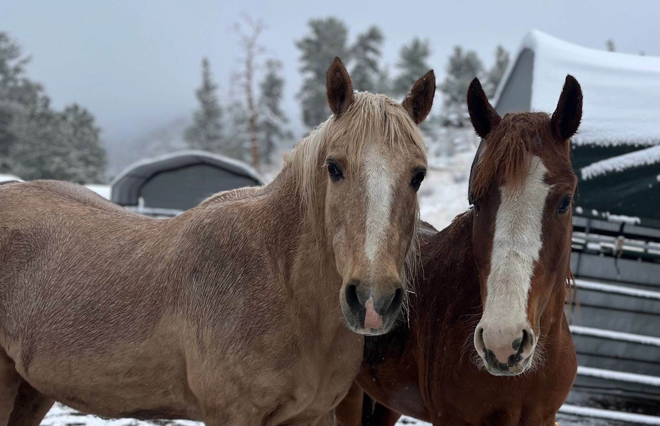 View of Off Grid with Horses
