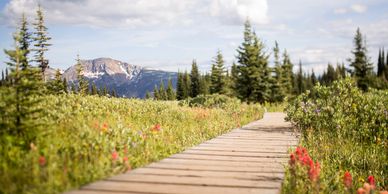 Trophy mountain flower meadows