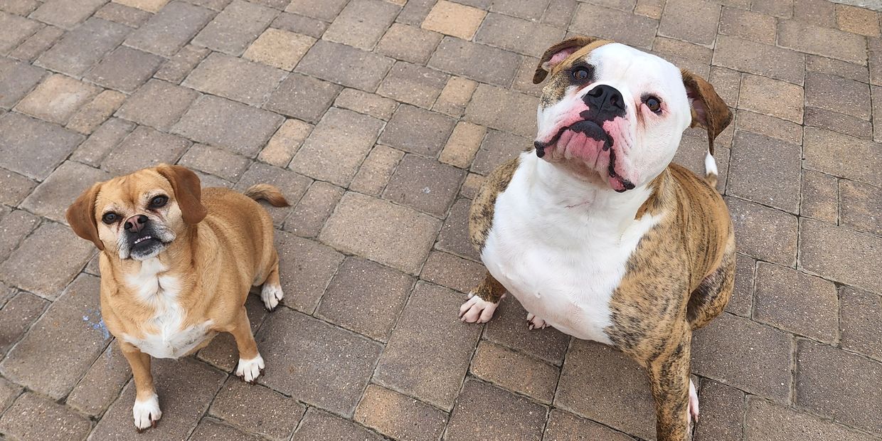 WagZone Pet Services Pet Services, Dog Walker, Pet Sitting