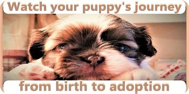 Join our Shih Tzu Puppy Wait List. Watch your puppy's journey from birth to adoption.