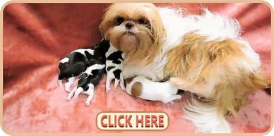 See our expecting Shih Tzu parents by Pup-Tzu WNC.