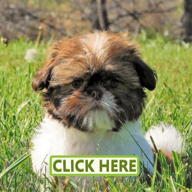 Shih Tzu puppies for sale by Pup-Tzu WNC in NC shows a brown and white Shih Tzu puppy.