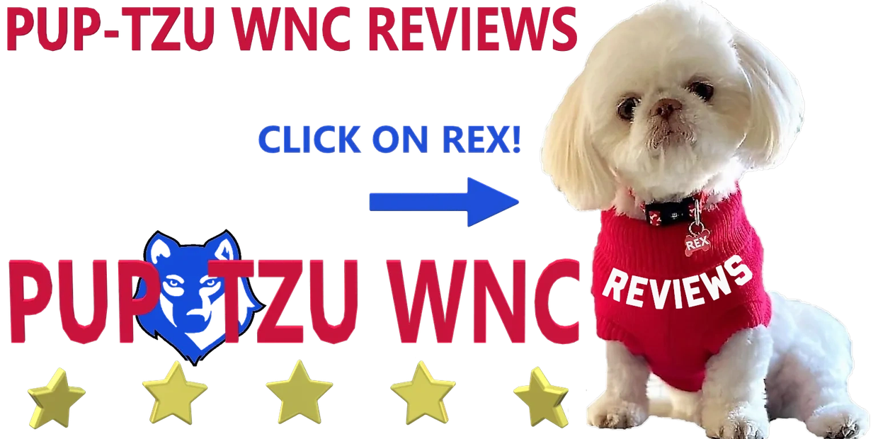 Shih Tzu puppies for sale in NC-SC-TN-GA-VA-WV-KY_MO_AL_LA_MD shows a Shih Tzu puppy in a sweater.