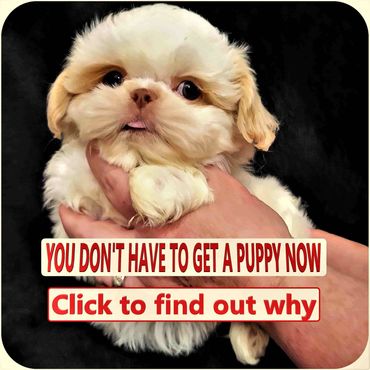 Shih Tzu Puppies for sale in NC_SC_TN_NY_OH_MD_MI_VA_WV by Pup-Tzu WNC shows a blond Shih Tzu puppy.