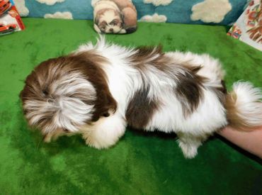 Shih Tzu puppies in NC_TN_MD_OH_OK by Pup-Tzu WNC shows a brown and white Shih Tzu puppy.