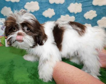 A Shih Tzu puppy for sale in NC_TN_SC_GA_VA_WV by Pup-Tzu WNC shows liver and white Shih Tzu pup.