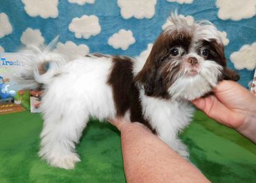 Shih Tzu puppy for sale in MI, RI, CT, SC, NC, TN, shows a chocolate and white Shih Tzu pup.