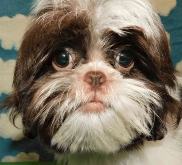 Shih Tzu Puppies_NC_TN_SC_GA_KY_FL_VA_WV_OH by Pup-Tzu WNC shows a brown and white Shih Tzu puppy.