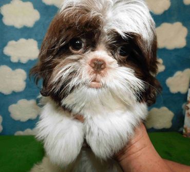 Shih Tzu puppies for sale in NC shows a liver and white male Shih Tzu puppy.