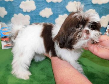 Shih Tzu puppies for sale in NC_TN_SC_WV_VA by Pup-Tzu WNC shows a brown and white Shih Tzu puppy.