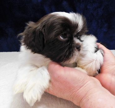 Shih Tzu puppy for sale in NC_TN_GA_SC_MD_WV_VA by Pup-Tzu WNC shows a brown and white Shih Tzu pup.