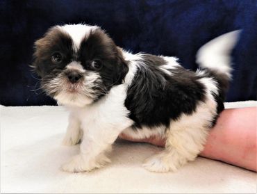 A rare chocolate and white Shih Tzu puppy being held by a lady.