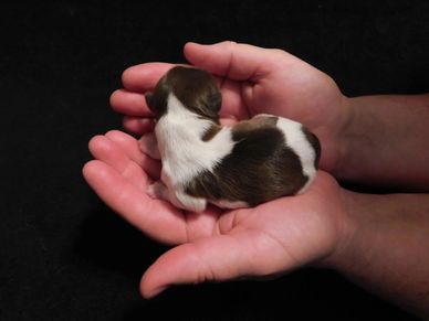 A newborn Shih Tzu puppy in the palm of breeder Pup-Tzu WNC.