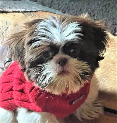 11-week-old Shih Tzu puppy in a red sweater.
