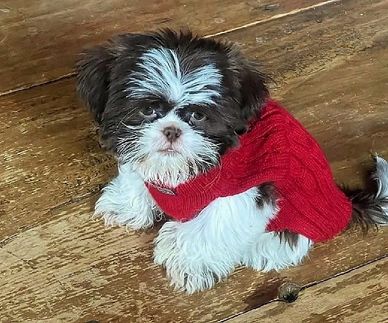 Shih Tzu pup Gracie in a red sweater.