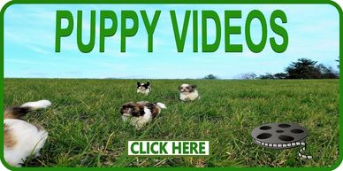 4 Shih Tzu puppies running through a field.
