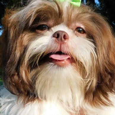 Shih Tzu puppies in NC-TN-MA-MD-FL-GA-VA-DE-NY-CA shows a red and white female Shih Tzu.