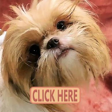 A white and gold Shih Tzu puppy for sale by Pup-Tzu WNC.