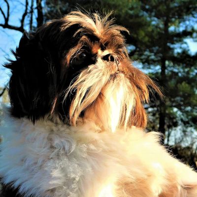 Shih Tzu puppy for Sale by Pup-Tzu WNC shows a brown and white male Shih Tzu looking very regal.