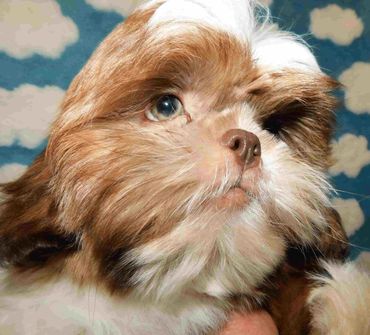 Shih Tzu puppies for sale in NC, SC, TN, GA by Pup-Tzu WNC shows a red and white Shih Tzu puppy.