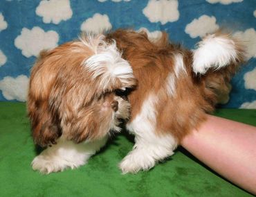 Shih Tzu puppies for sale in NC by Pup-Tzu WNC shows a playful red and white Shih Tzu pup.
