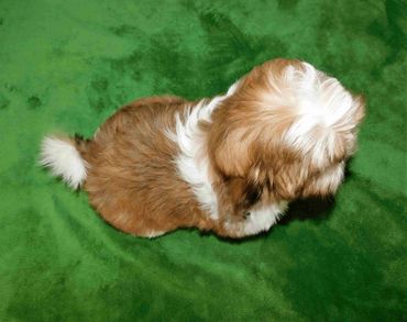 Shih Tzu for sale in Asheville_NC_SC_TN_WV_VA_MD  by Pup-Tzu WNC shows a red and white Shih Tzu pup.