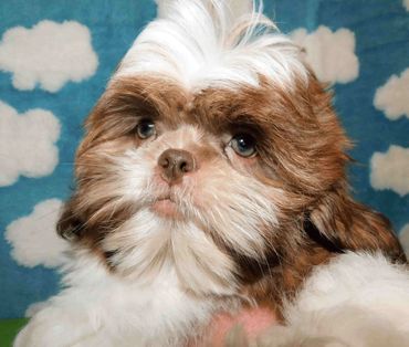 Shih Tzu in NC_TN_GA_FL_NY_SC_MD_NY_NJ_OH_VA_WV by Pup-Tzu WNC shows a red and white Shih Tzu puppy.