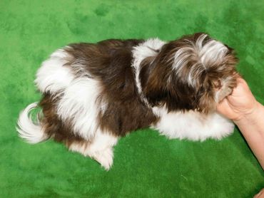 Shih Tzu puppy for sale in MI, RI, CT, SC, NC, TN, shows a chocolate and white Shih Tzu pup.